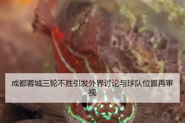 成都蓉城三轮不胜引发外界讨论与球队位置再审视